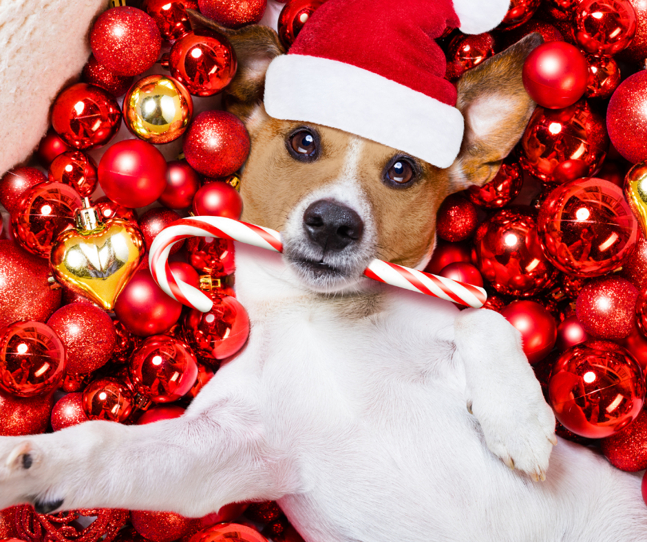 Dog-Friendly Candy Cane Twists