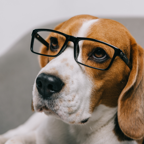 Does Your Dog Really Need a Low-Fat Diet? What Low Fat Really Means for Dogs