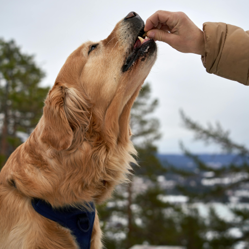 High Value Training Treats