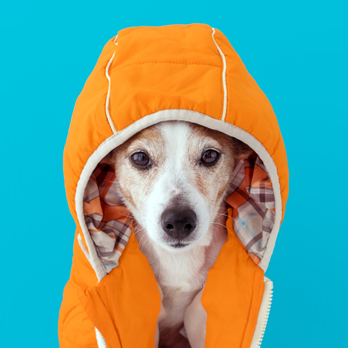 Does Your Dog Need a Coat? Essential Guide for Pet Owners