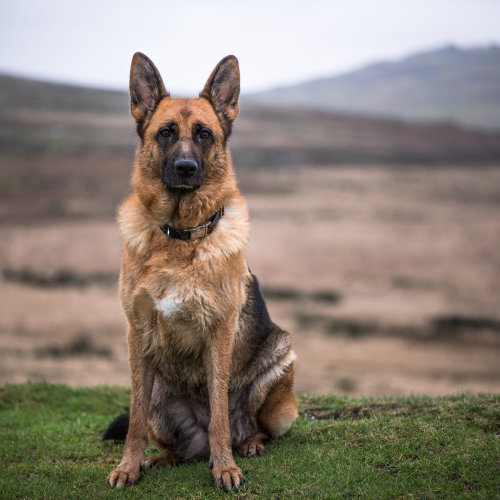 Pancreatitis in Dogs: The Nutrition Truth, Low-Fat Myths, and the Biggest Feeding Mistakes (Plus What Actually Helps)