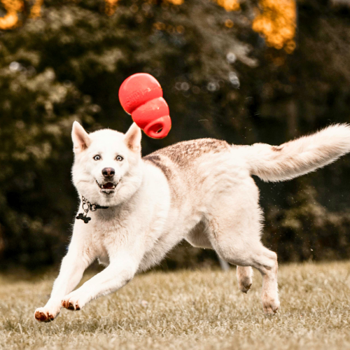 Turkey, Carrot and Rice Kong Filler