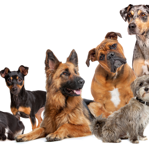 What to Consider as a Small Business If You Want to Do Dog Events (Shows, Markets &amp; Festivals)