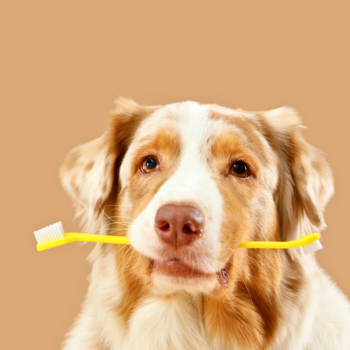Dental Powders and Chews for Dogs: What Works, What to Avoid, and Why Brushing Is Best