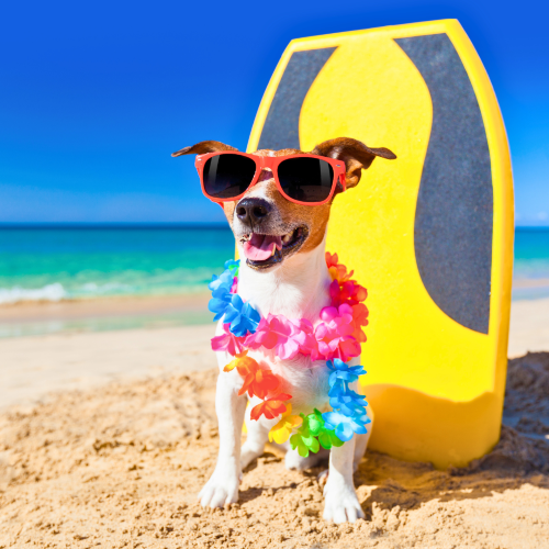 Top Tips for Keeping Your Dog Cool This Summer
