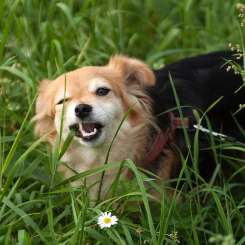 Why Do Dogs Eat Grass? A Canine Nutritionist Explains