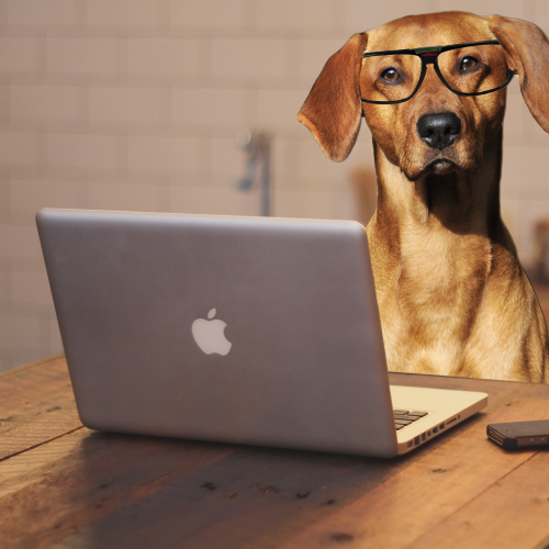 5 Myths About Yeast in Dogs: What Really Causes Yeasty Ears, Paws and Skin.