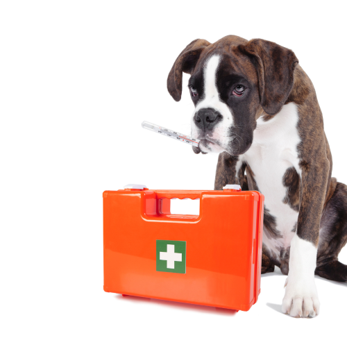 Leishmaniasis in Dogs: Symptoms, Diagnosis and Dietary Considerations