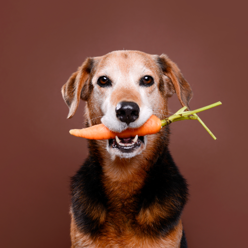 Apple and Carrot Energy Bars