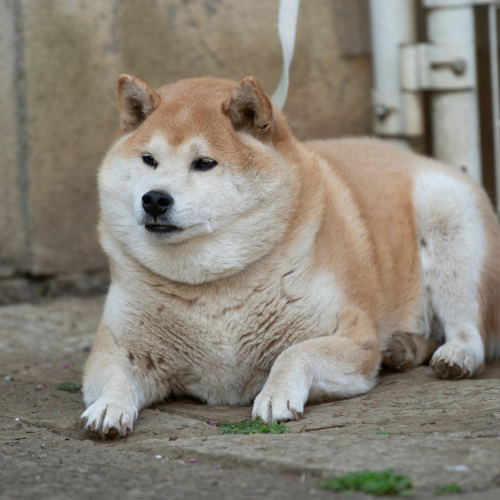 Reasons Your Dog Has Gained Weight: 15 Common Causes Dog Owners Often Miss