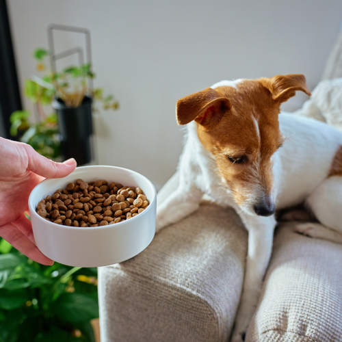 Fussy Dogs: Signs, 8 Common Causes, What Makes It Worse, and How to Build Better Mealtimes