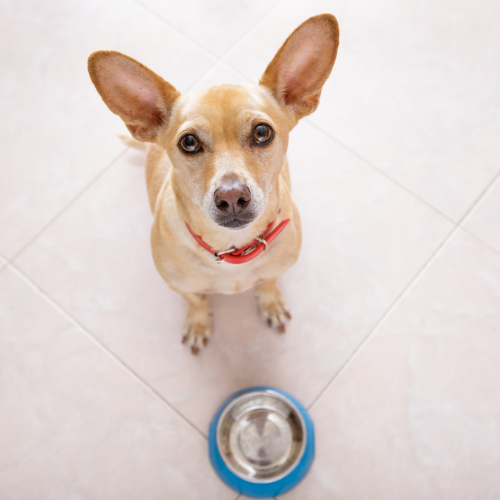 Pancreatitis in Dogs: Causes, Symptoms, Diagnosis and Diet Support