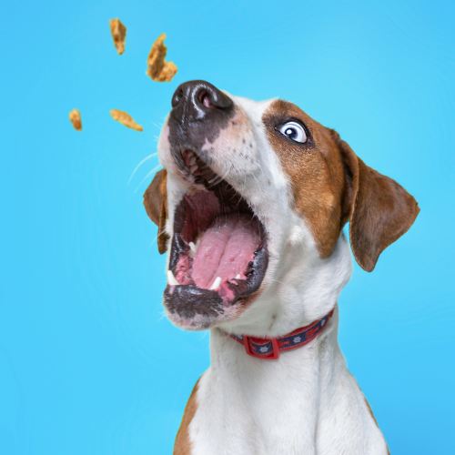 Vegan Training Treats for Dogs