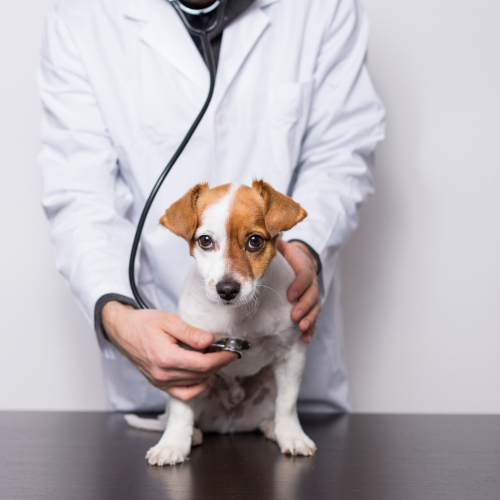 Why Is My Dog Sick in a Morning? Causes, Bile Vomiting and What You Can Do