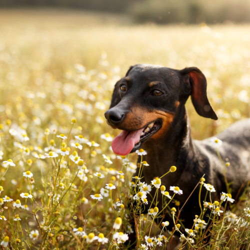 Why Is My Dog’s Poop Firm in the Morning but Loose Later?