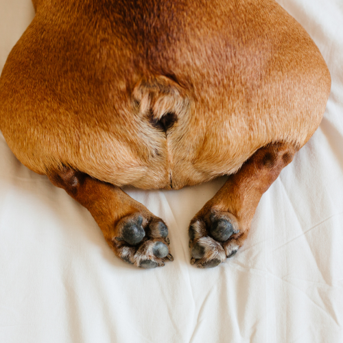Why Is My Dog Scooting Their Bum? Anal Glands, Diet and Fibre Explained