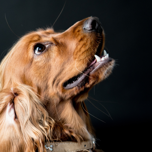 Does Your Dog Have a Food Intolerance? Signs, Testing and Elimination Diets Explained