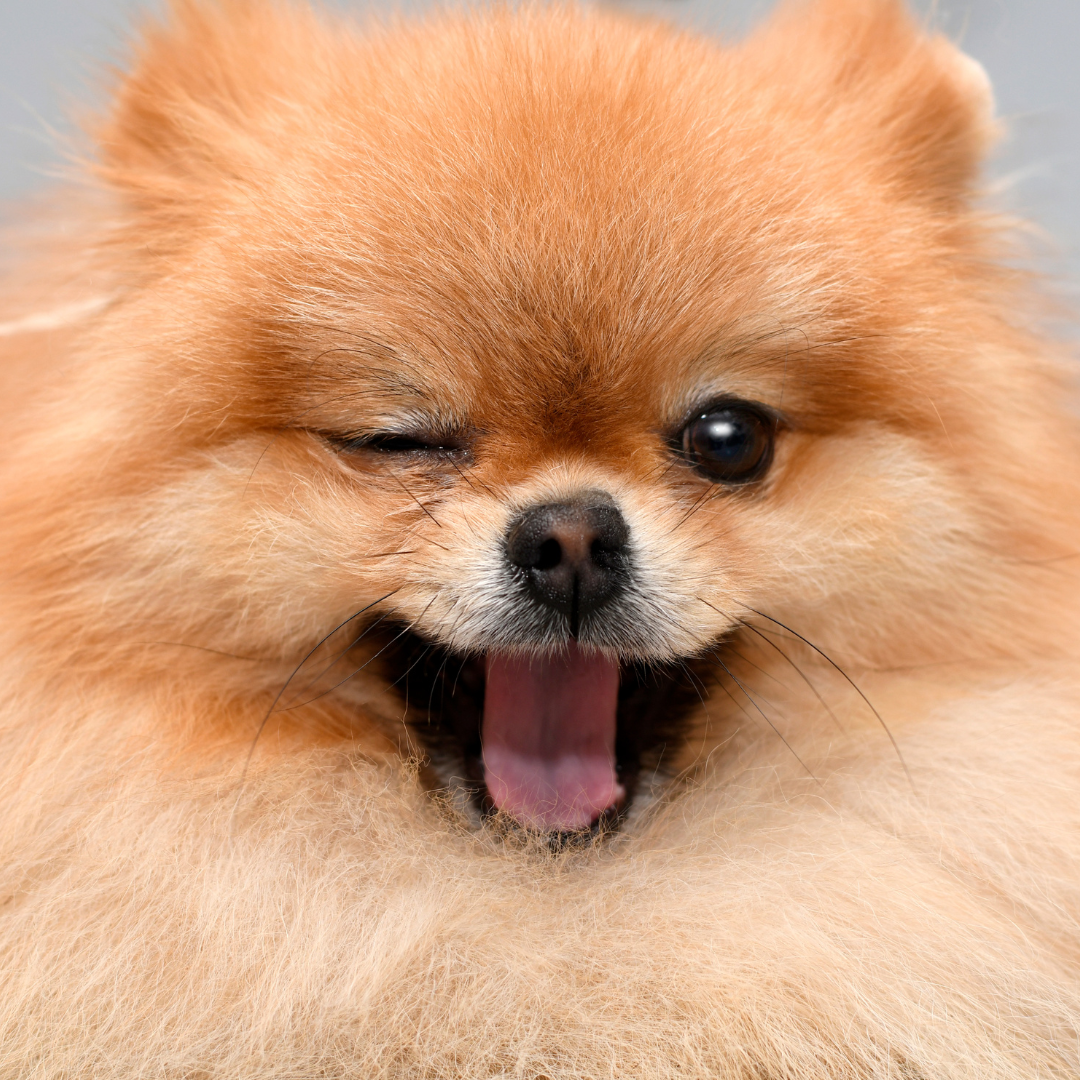 Why Does My Dog Fart So Much? Causes &amp; Diet Tips