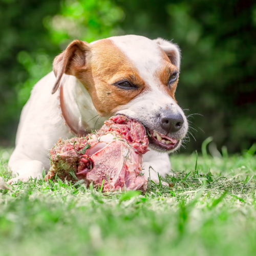 Should Dogs Eat Raw Bones? A Canine Nutritionist’s Evidence-Based Guide ... - Canine Diseases From Eating Raw Bones