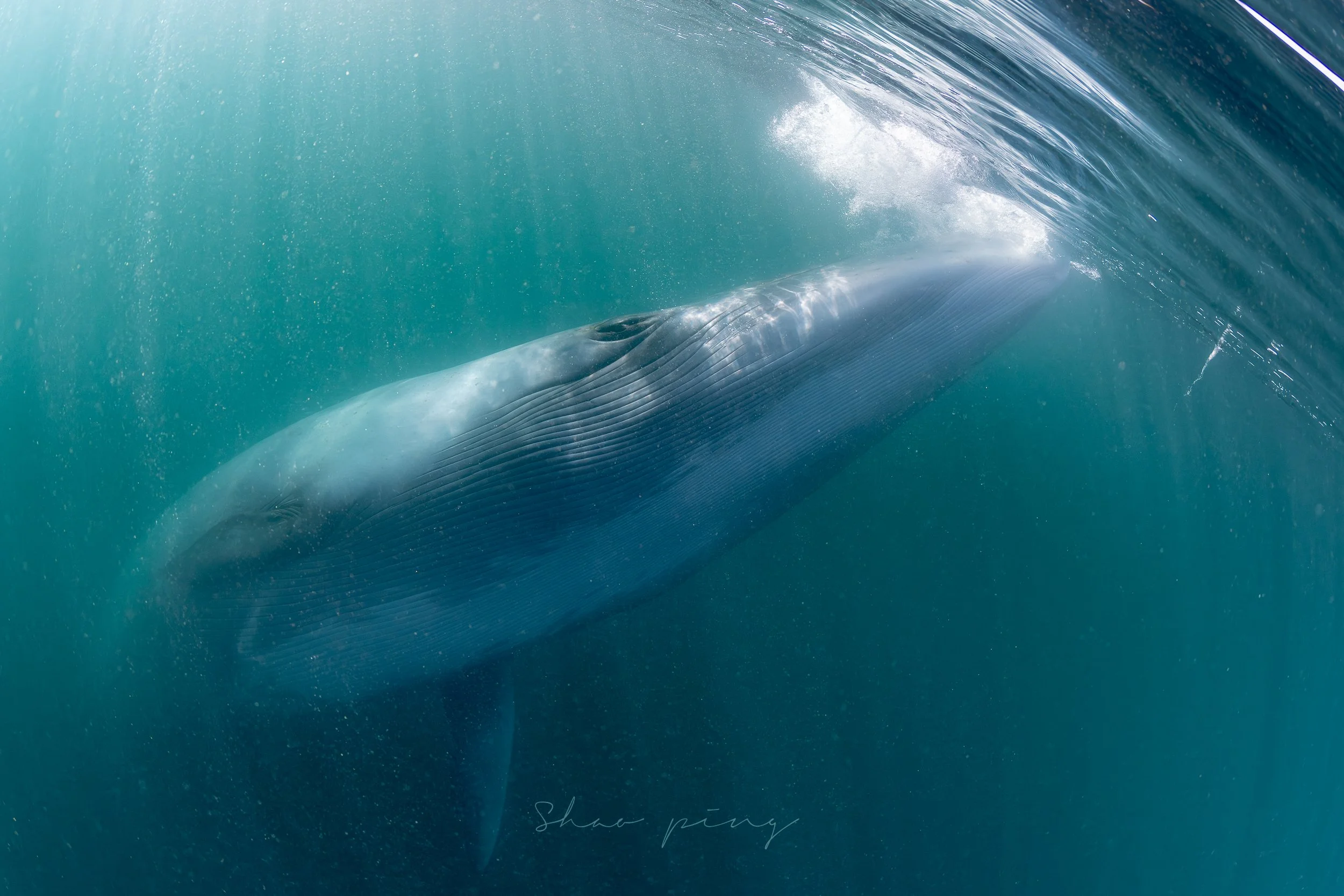 Seiwhale_malaysian_photographer-5.jpg