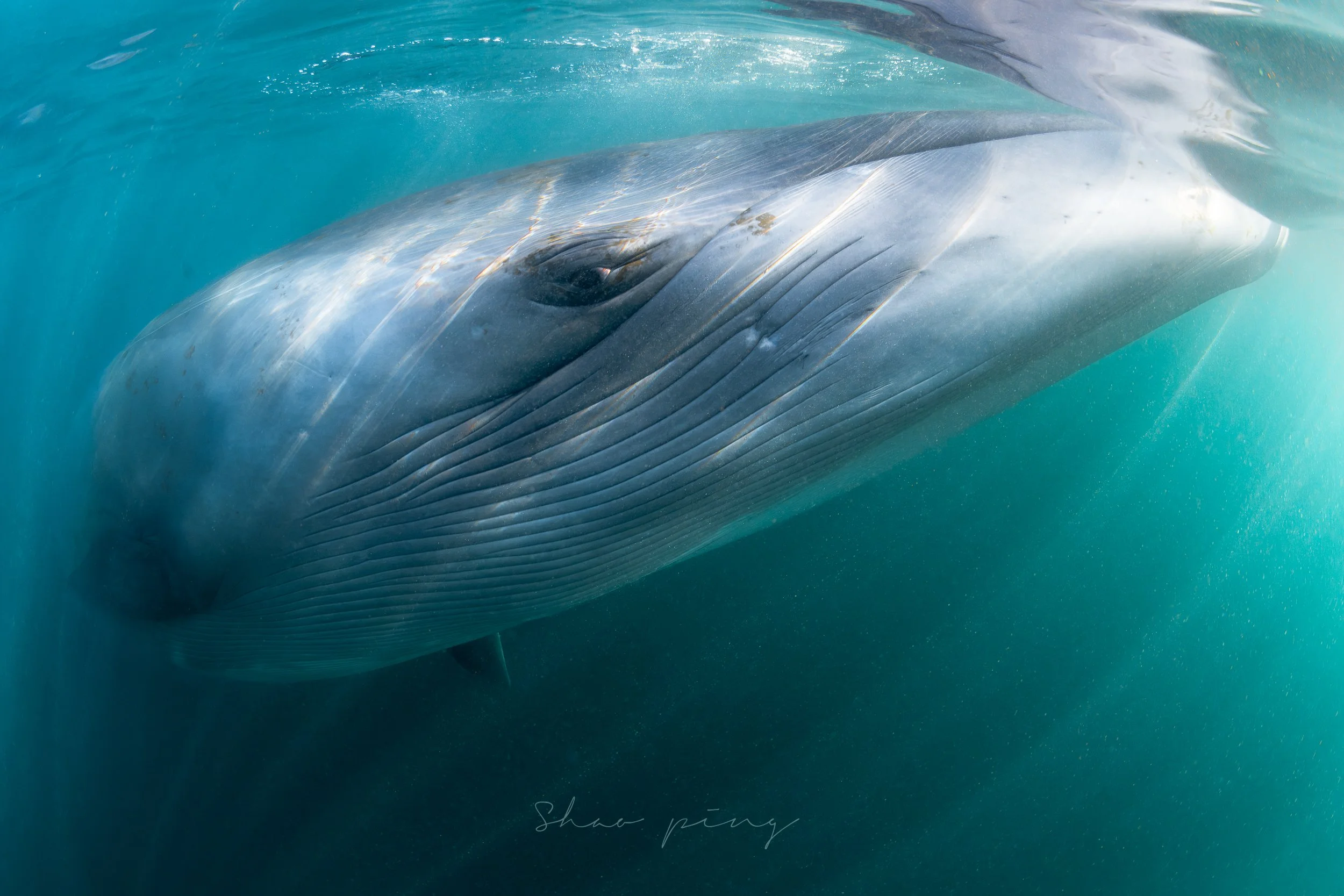 Sei whale, Balaenoptera borealis, underwater whale photography, marine life photos, endangered species, rorqual whale, ocean giants, deep sea wildlife, sleek marine mammals, Malaysian underwater photographer