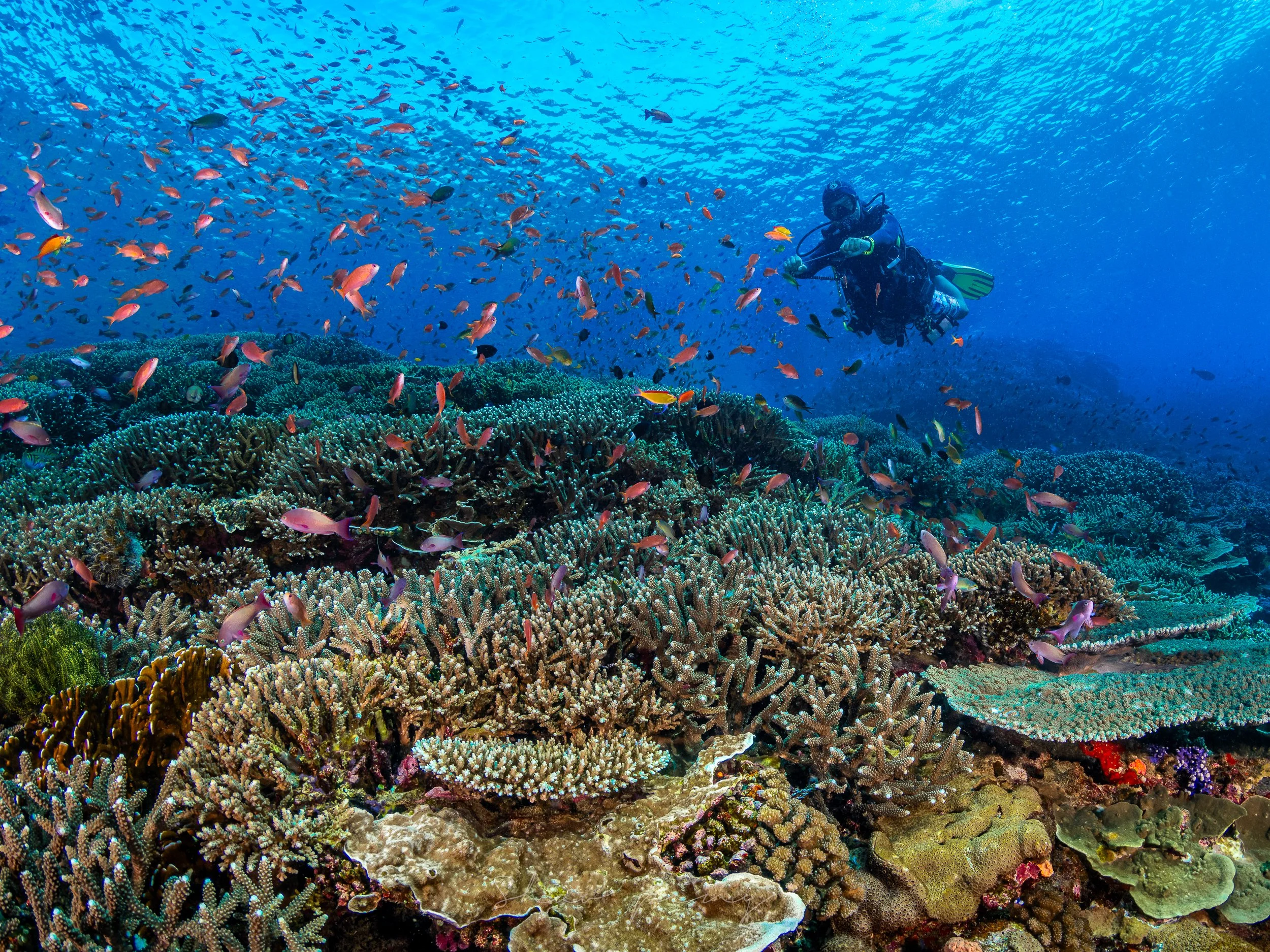 Why Do I Scuba Dive?