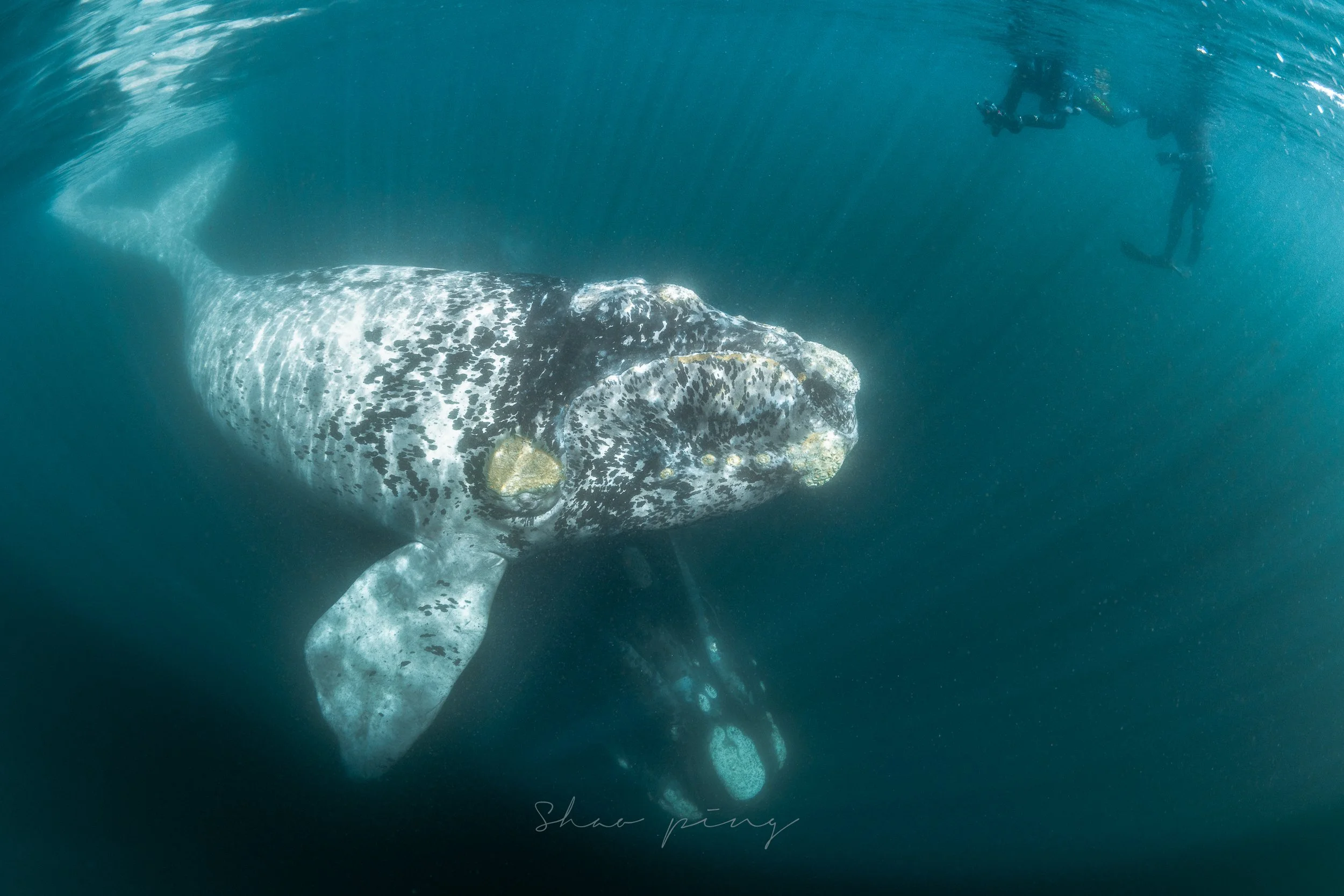 A Patagonian Leviathan's Song