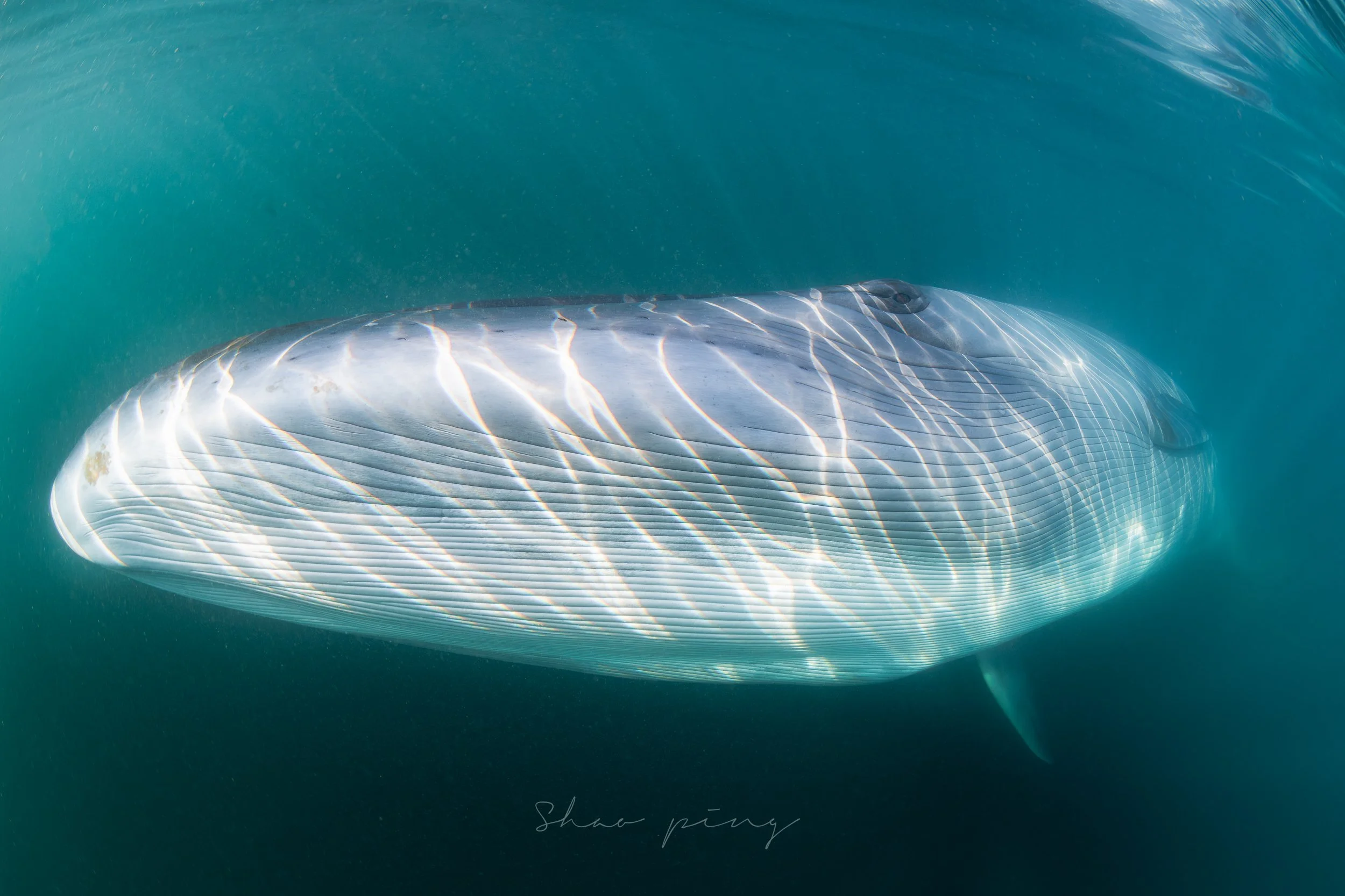Sei whale, Balaenoptera borealis, underwater whale photography, marine life photos, endangered species, rorqual whale, ocean giants, deep sea wildlife, sleek marine mammals, Malaysian underwater photographer