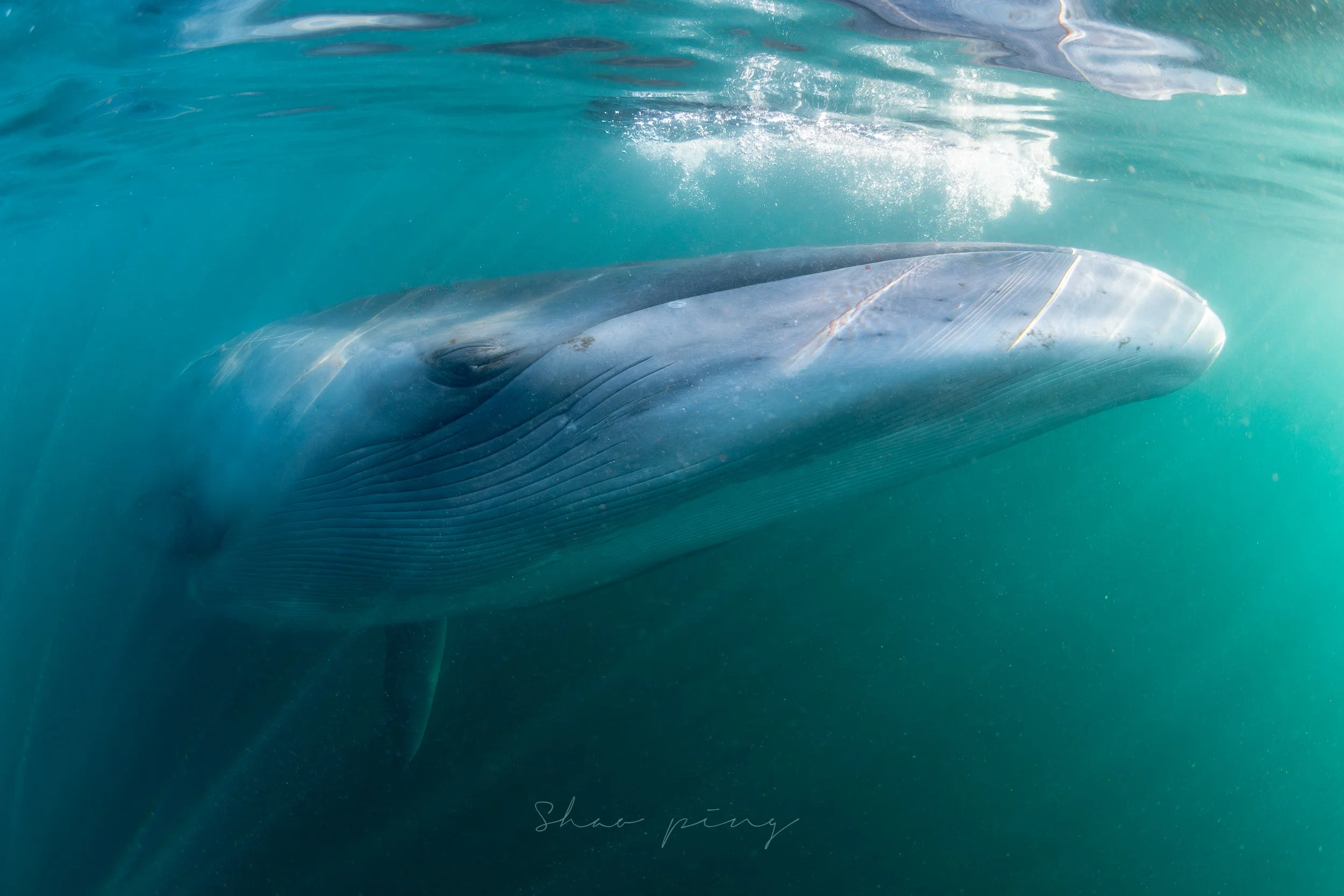 Sei whale, Balaenoptera borealis, underwater whale photography, marine life photos, endangered species, rorqual whale, ocean giants, deep sea wildlife, sleek marine mammals, Malaysian underwater photographer