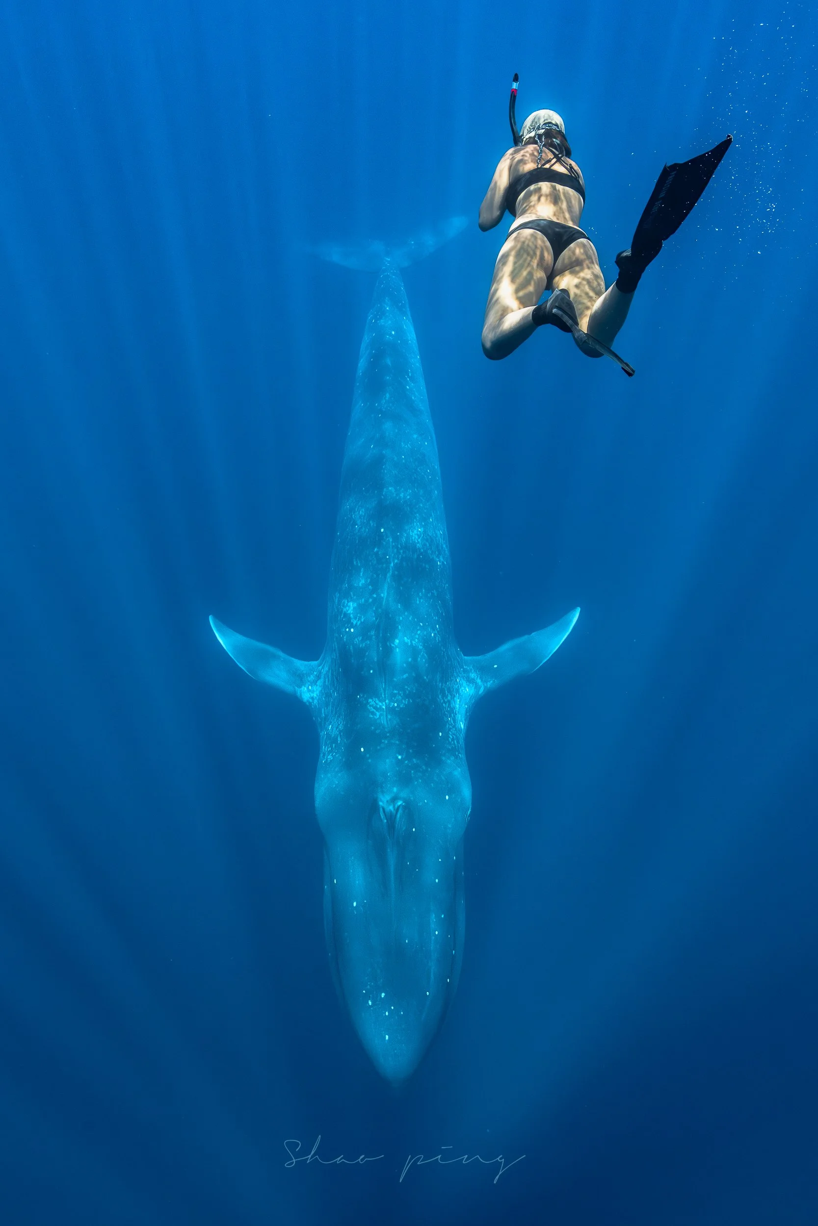 Blue Whale