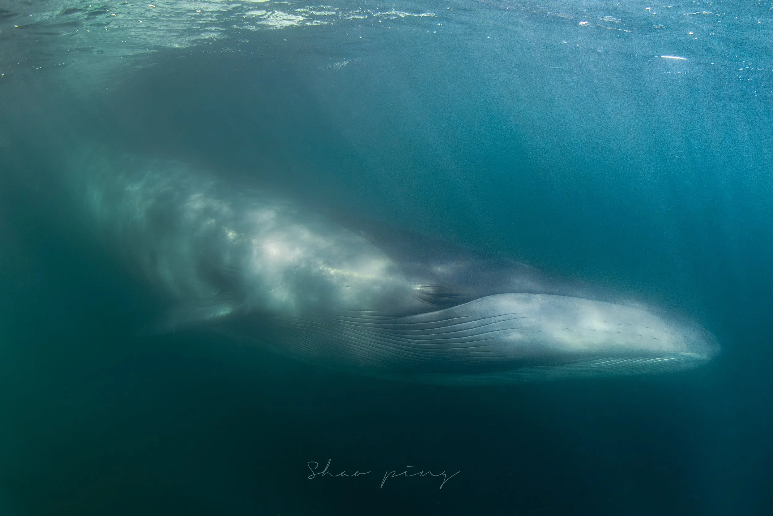 Sei Whale