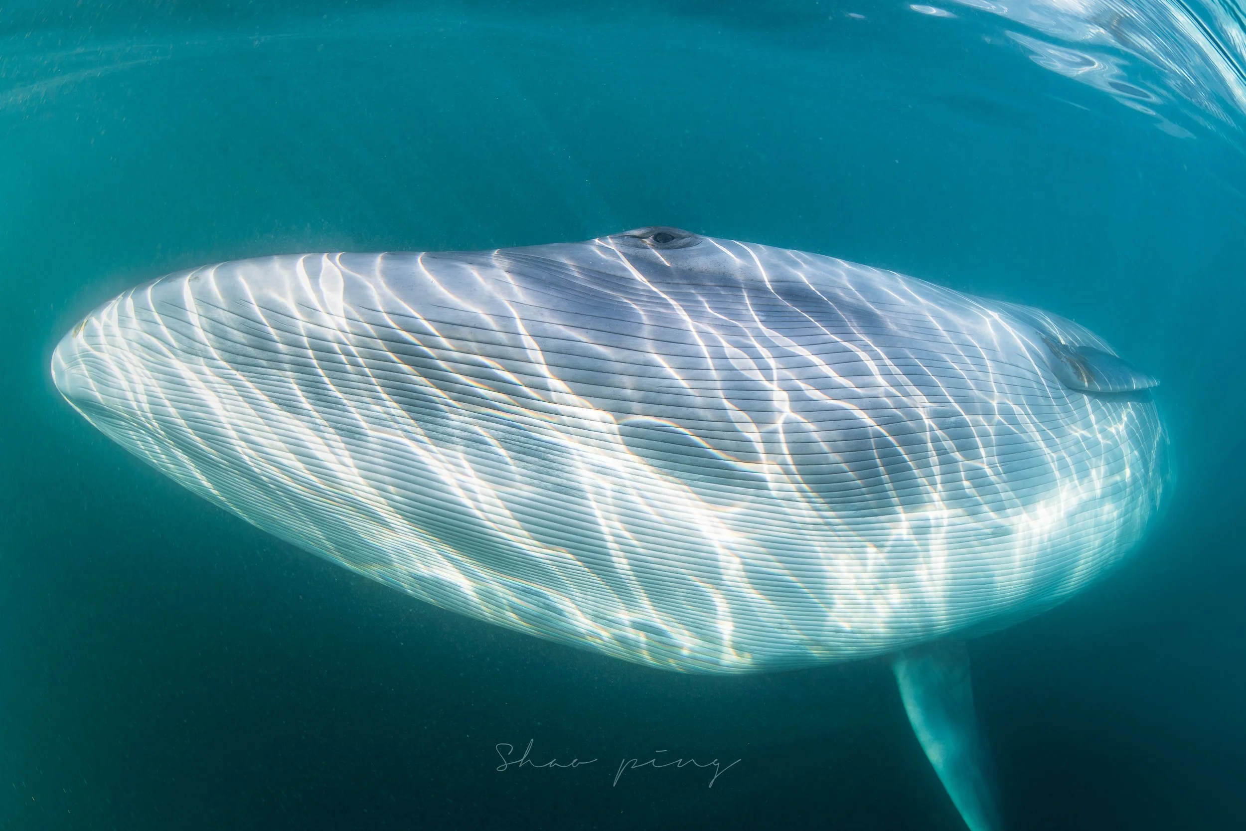 Sei whale, Balaenoptera borealis, underwater whale photography, marine life photos, endangered species, rorqual whale, ocean giants, deep sea wildlife, sleek marine mammals, Malaysian underwater photographer