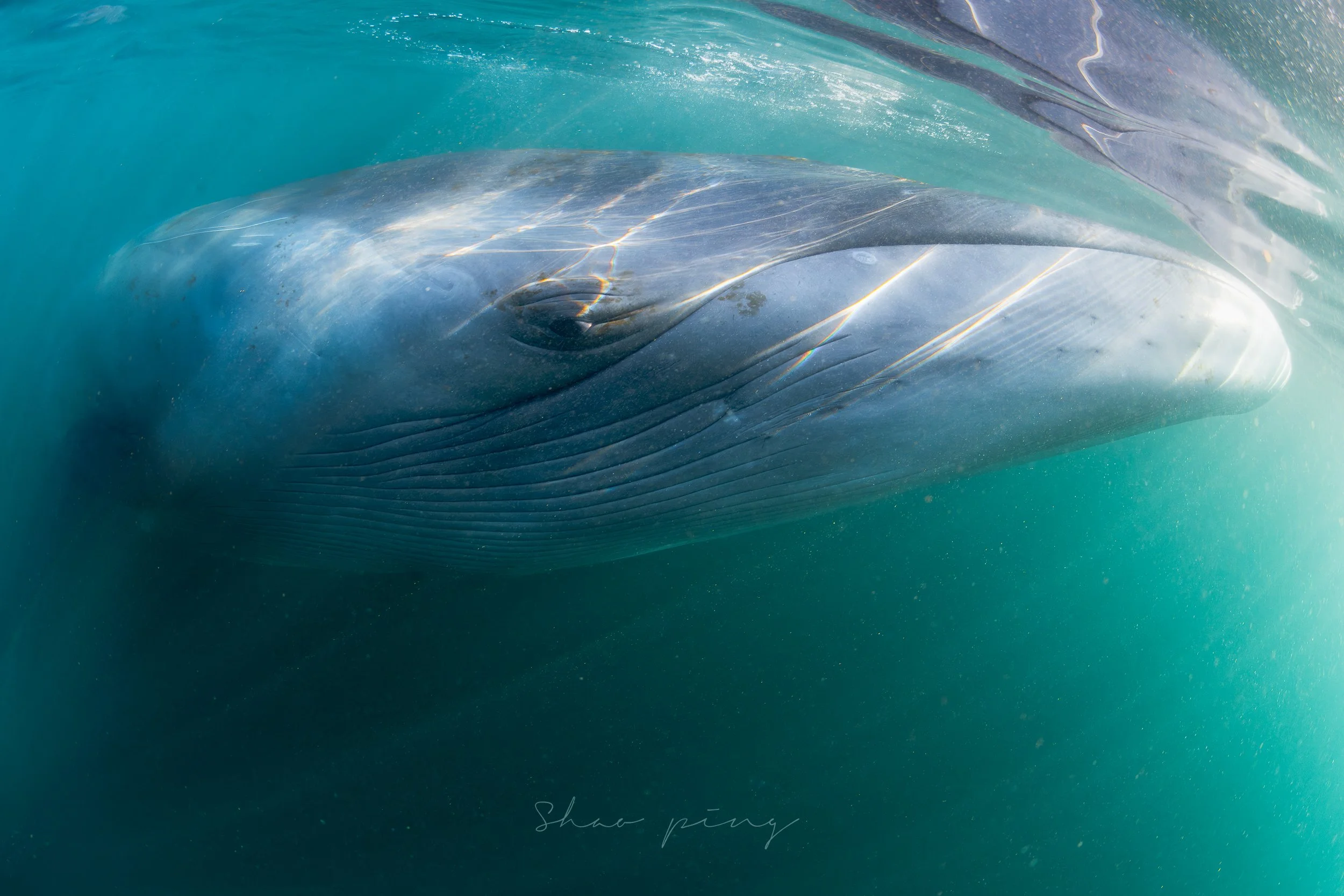 Sei whale, Balaenoptera borealis, underwater whale photography, marine life photos, endangered species, rorqual whale, ocean giants, deep sea wildlife, sleek marine mammals, Malaysian underwater photographer