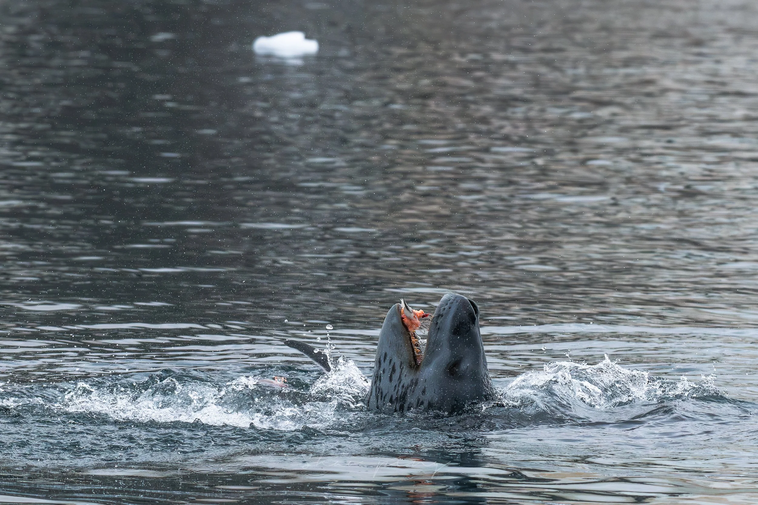 Antartica (Above & Below)
