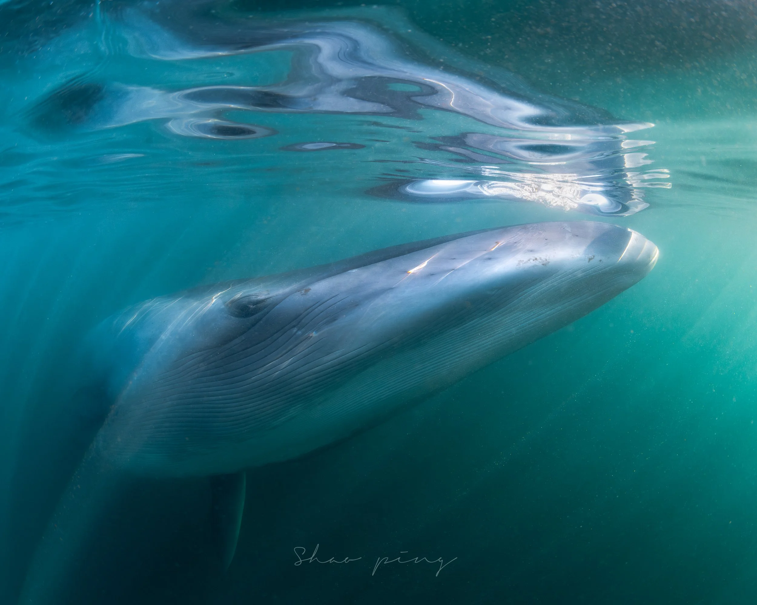 Sei whale, Balaenoptera borealis, underwater whale photography, marine life photos, endangered species, rorqual whale, ocean giants, deep sea wildlife, sleek marine mammals, Malaysian underwater photographer