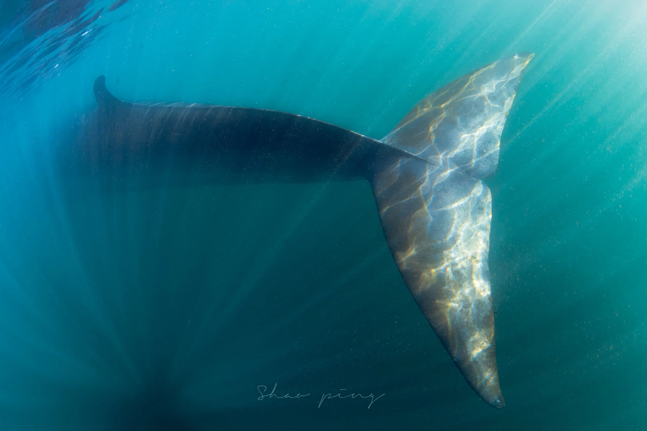 Sei Whale’s tail, Sei whale, Balaenoptera borealis, underwater whale photography, marine life photos, endangered species, rorqual whale, ocean giants, deep sea wildlife, sleek marine mammals, Malaysian underwater photographer