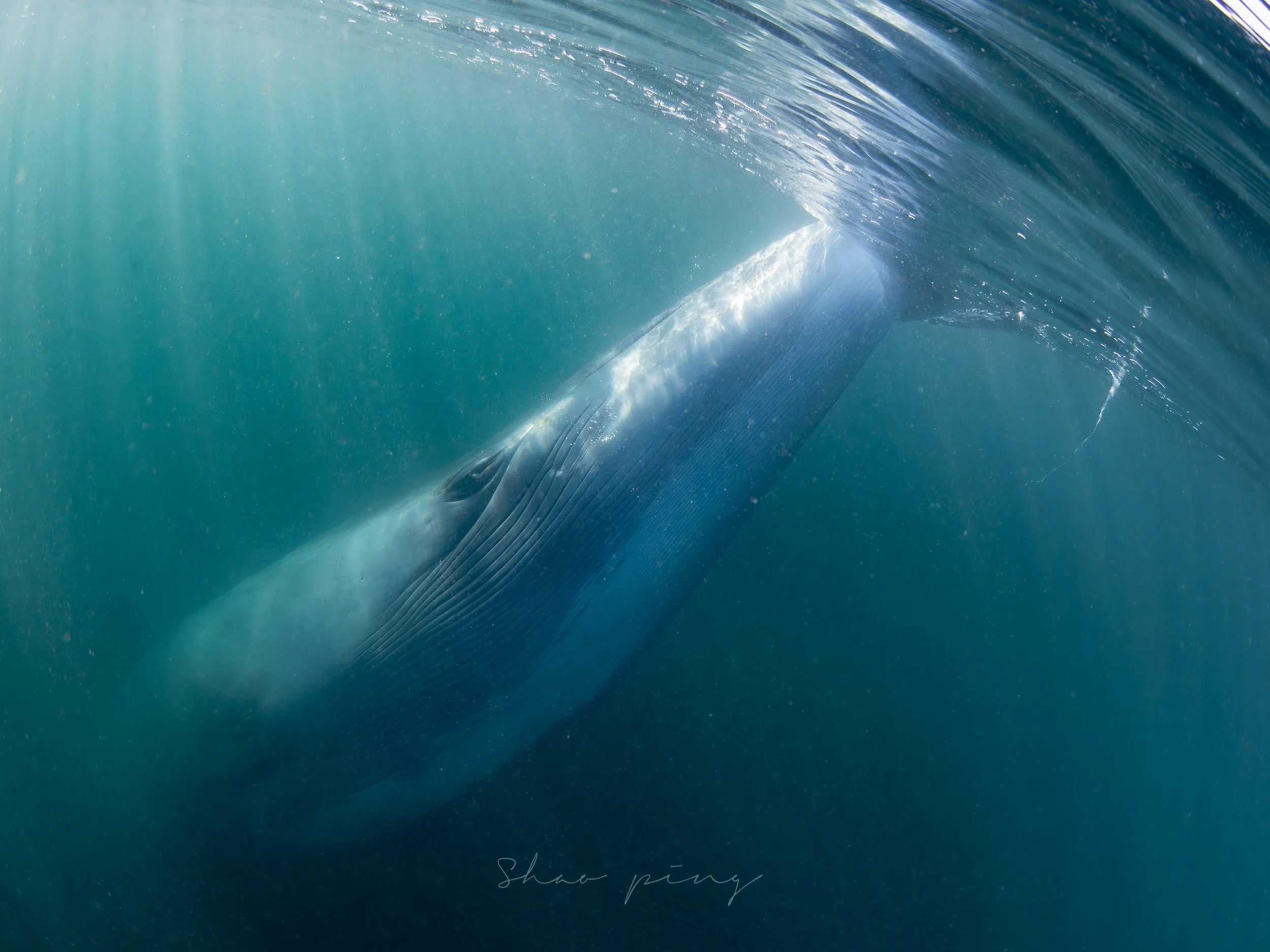 Sei whale, Balaenoptera borealis, underwater whale photography, marine life photos, endangered species, rorqual whale, ocean giants, deep sea wildlife, sleek marine mammals, Malaysian underwater photographer