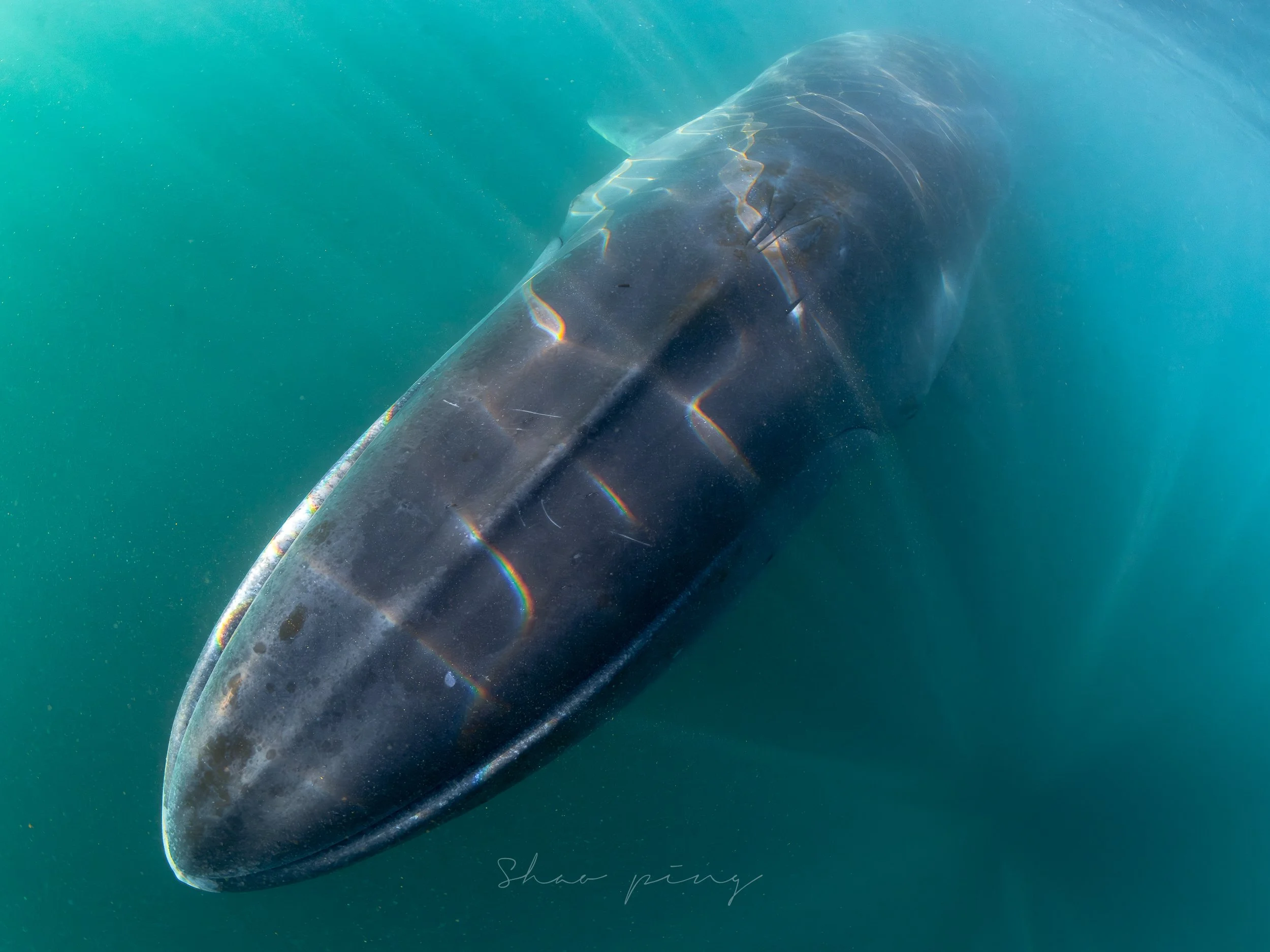 Sei whale, Balaenoptera borealis, underwater whale photography, marine life photos, endangered species, rorqual whale, ocean giants, deep sea wildlife, sleek marine mammals, Malaysian underwater photographer