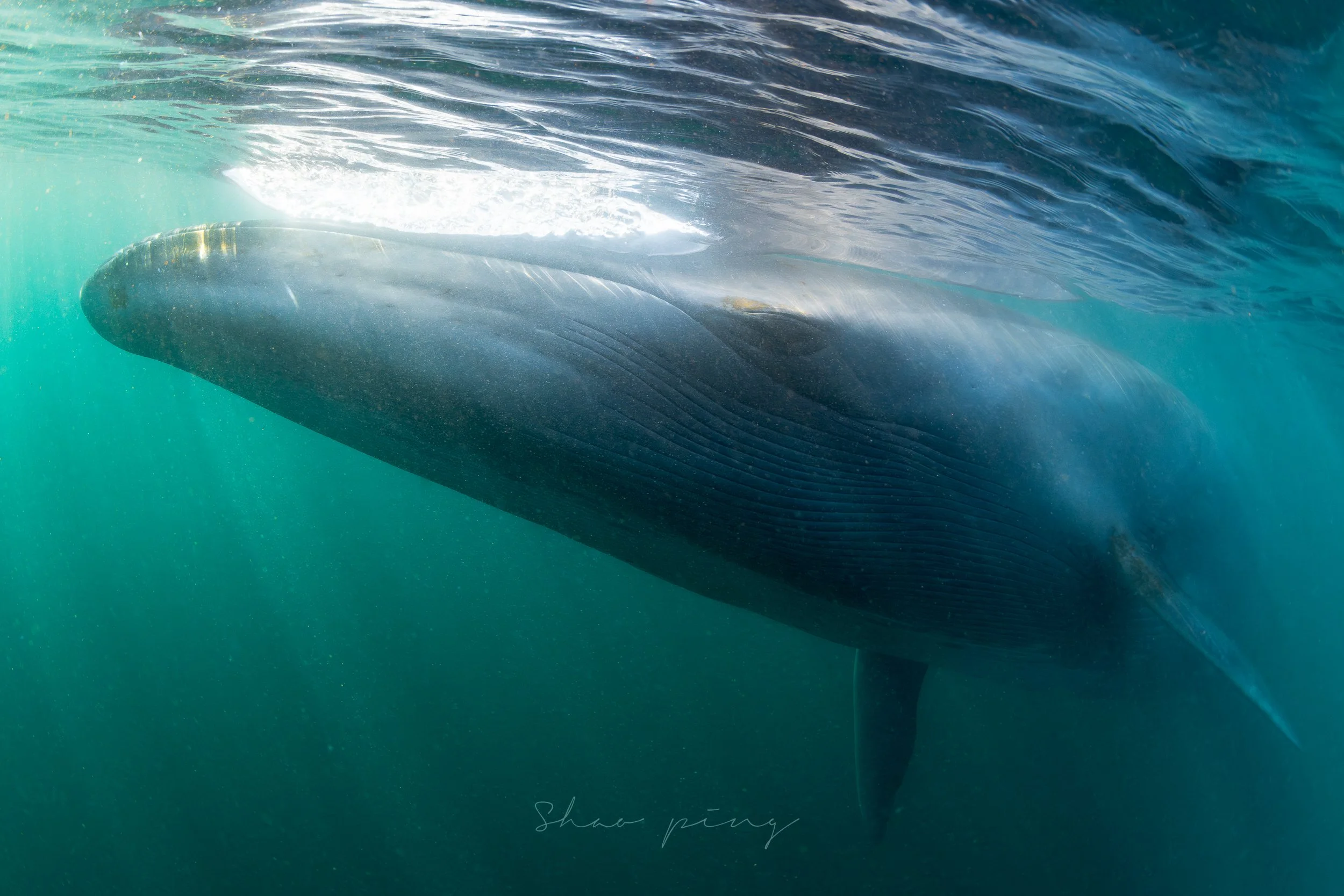Sei whale, Balaenoptera borealis, underwater whale photography, marine life photos, endangered species, rorqual whale, ocean giants, deep sea wildlife, sleek marine mammals, Malaysian underwater photographer