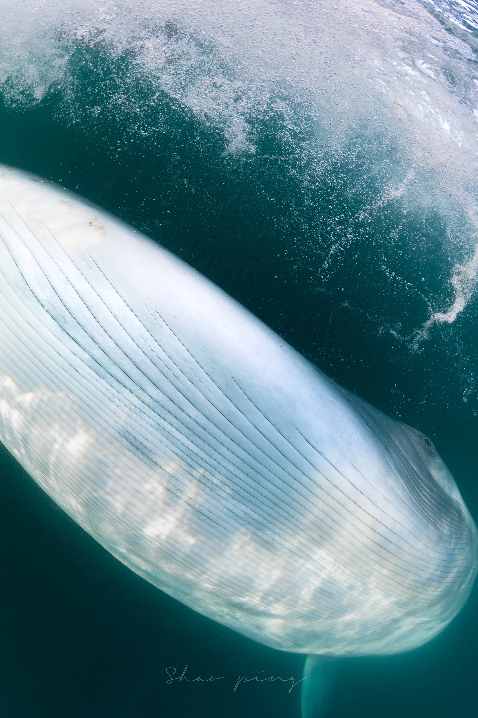 Sei whale, Balaenoptera borealis, underwater whale photography, marine life photos, endangered species, rorqual whale, ocean giants, deep sea wildlife, sleek marine mammals, Malaysian underwater photographer