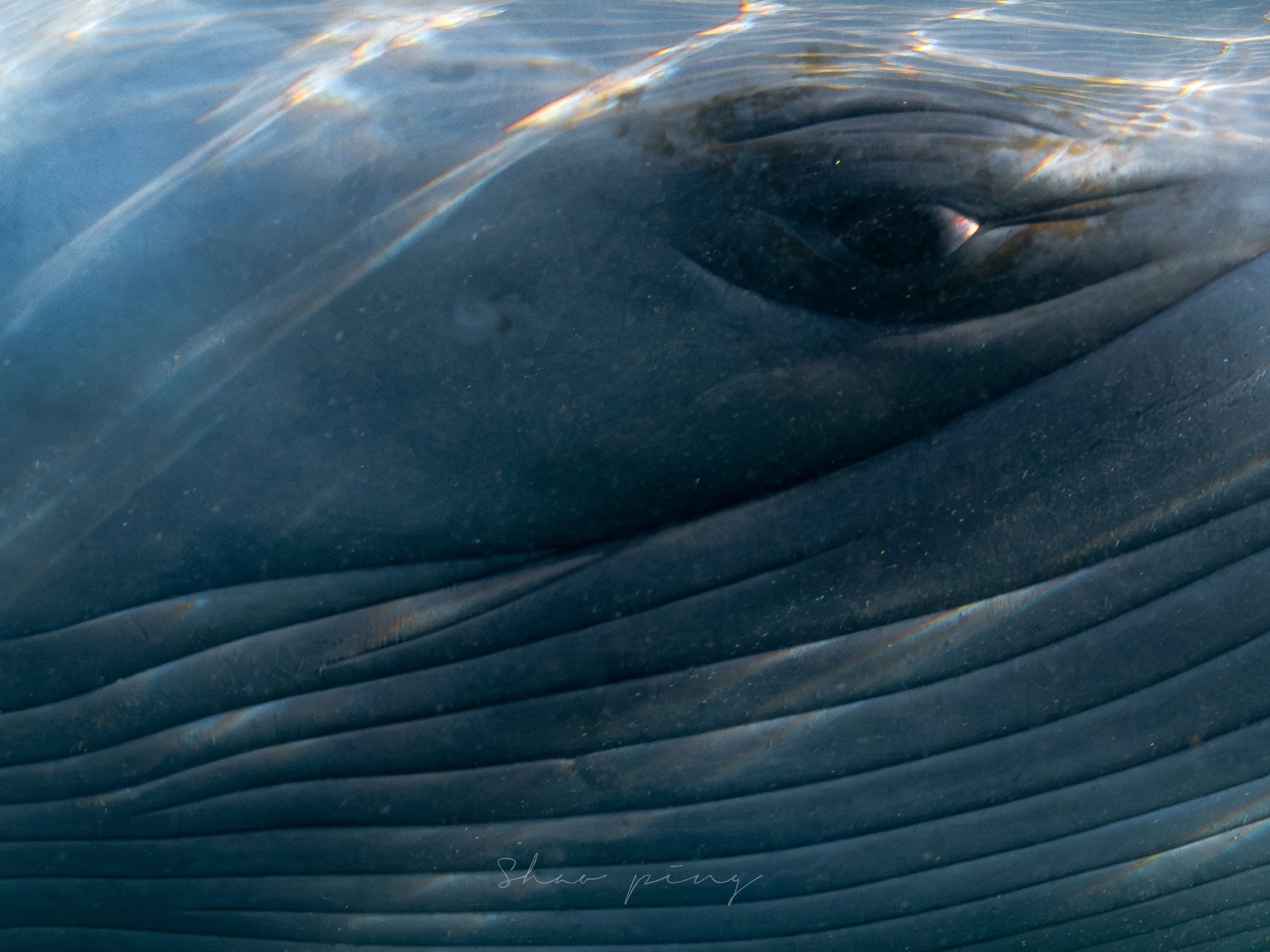 Sei whale, Balaenoptera borealis, underwater whale photography, marine life photos, endangered species, rorqual whale, ocean giants, deep sea wildlife, sleek marine mammals, Malaysian underwater photographer