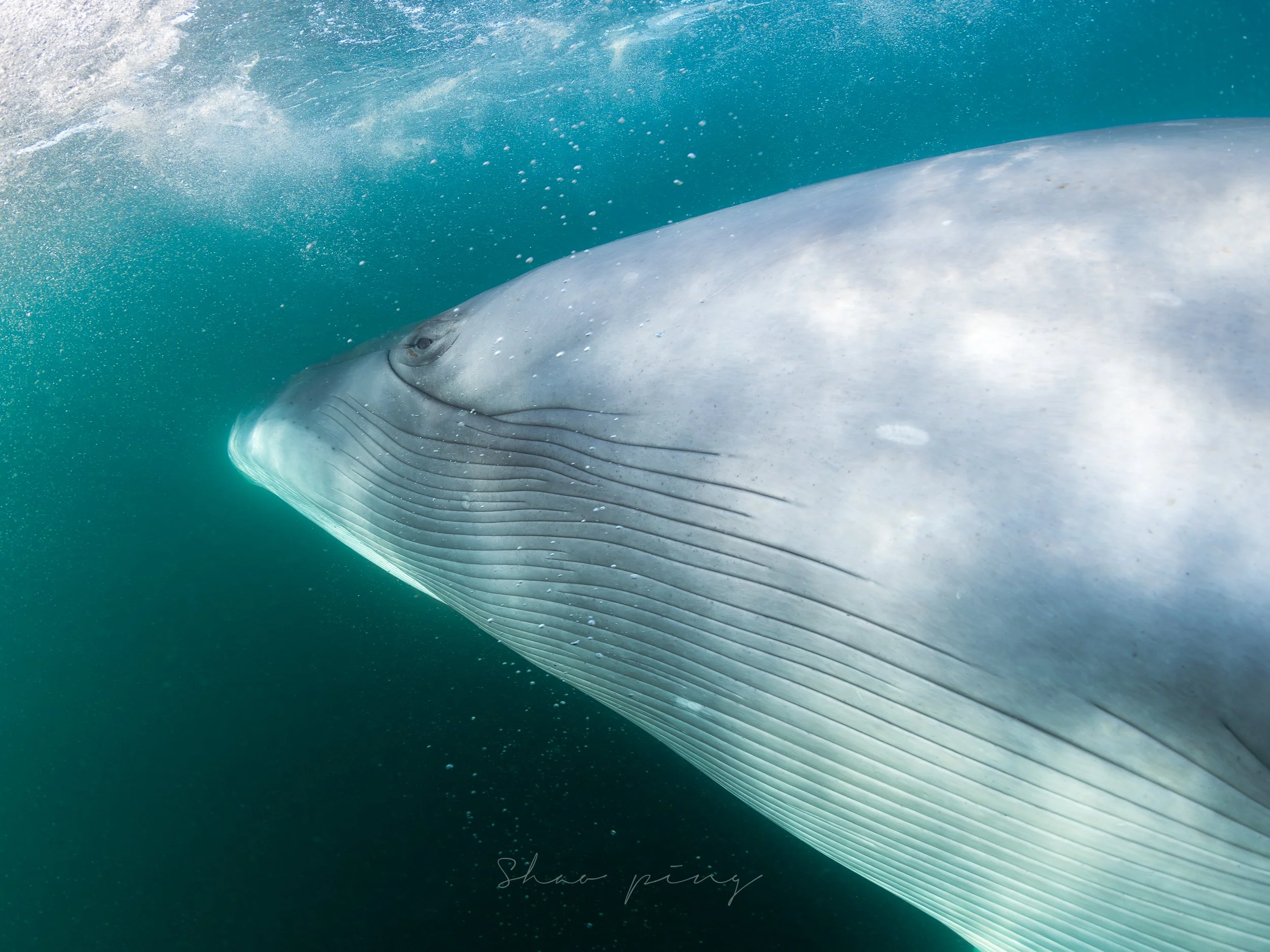 Sei whale, Balaenoptera borealis, underwater whale photography, marine life photos, endangered species, rorqual whale, ocean giants, deep sea wildlife, sleek marine mammals, Malaysian underwater photographer