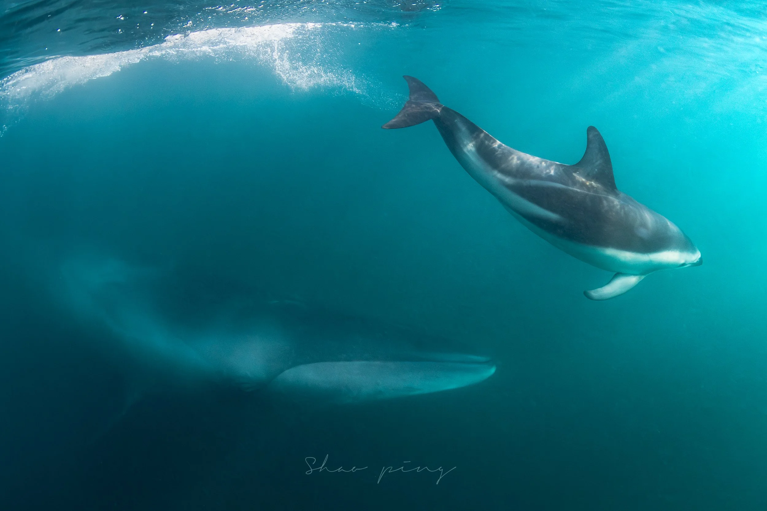 Sei Whale and Dusky Dolphin, Sei whale, Balaenoptera borealis, underwater whale photography, marine life photos, endangered species, rorqual whale, ocean giants, deep sea wildlife, sleek marine mammals, Malaysian underwater photographer