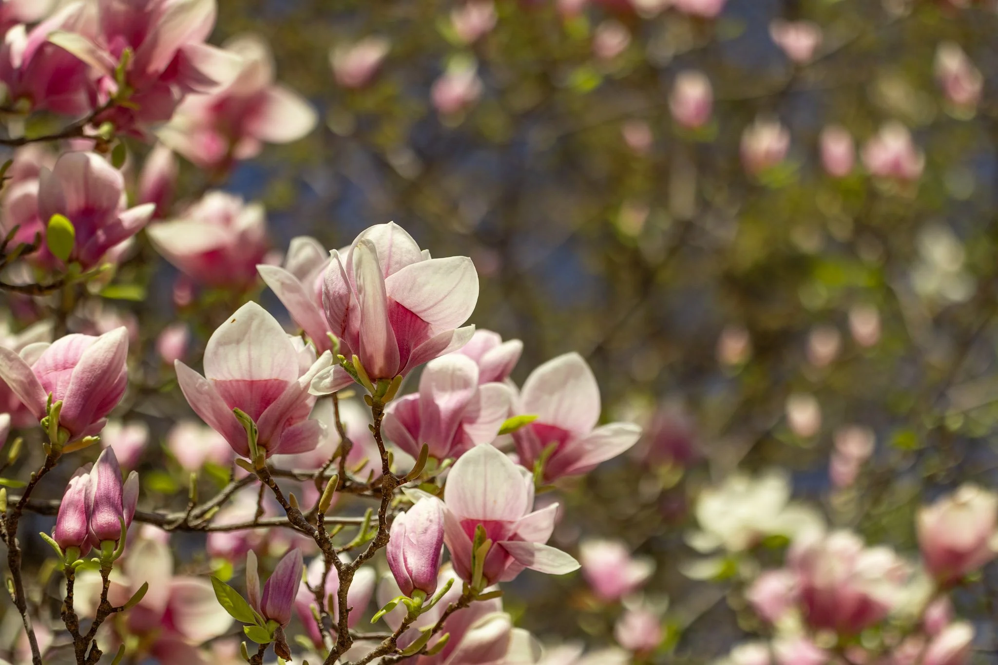 Magnolia in Pinks and Greens