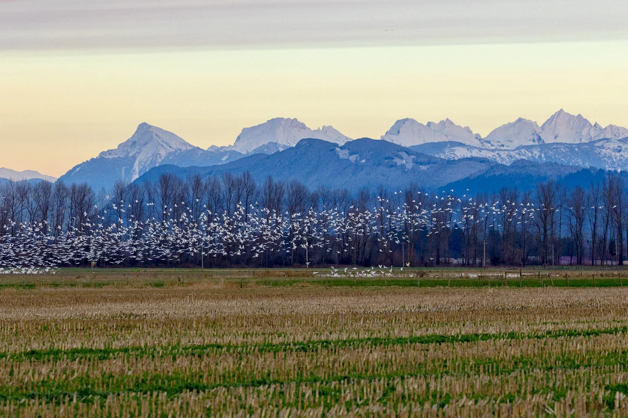 Canadian Rockies and Swans Early Morning