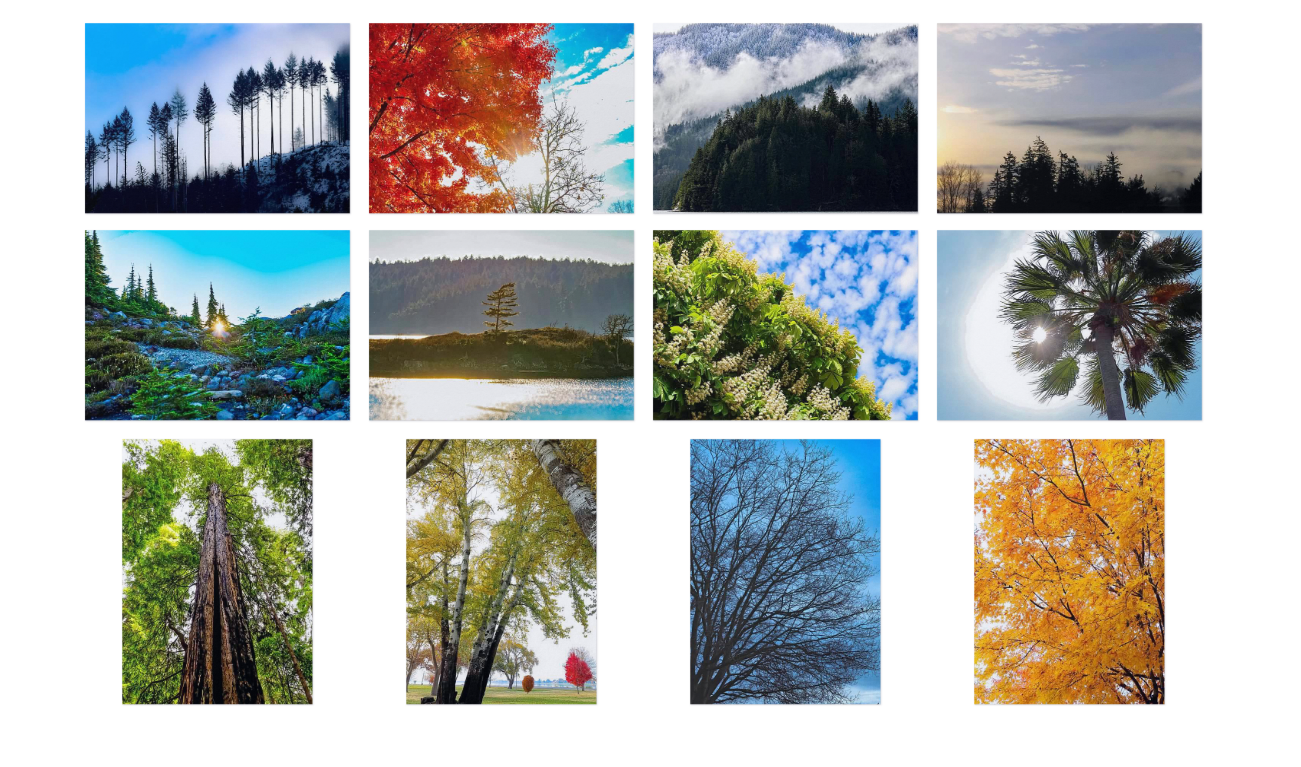 Tree Notecards