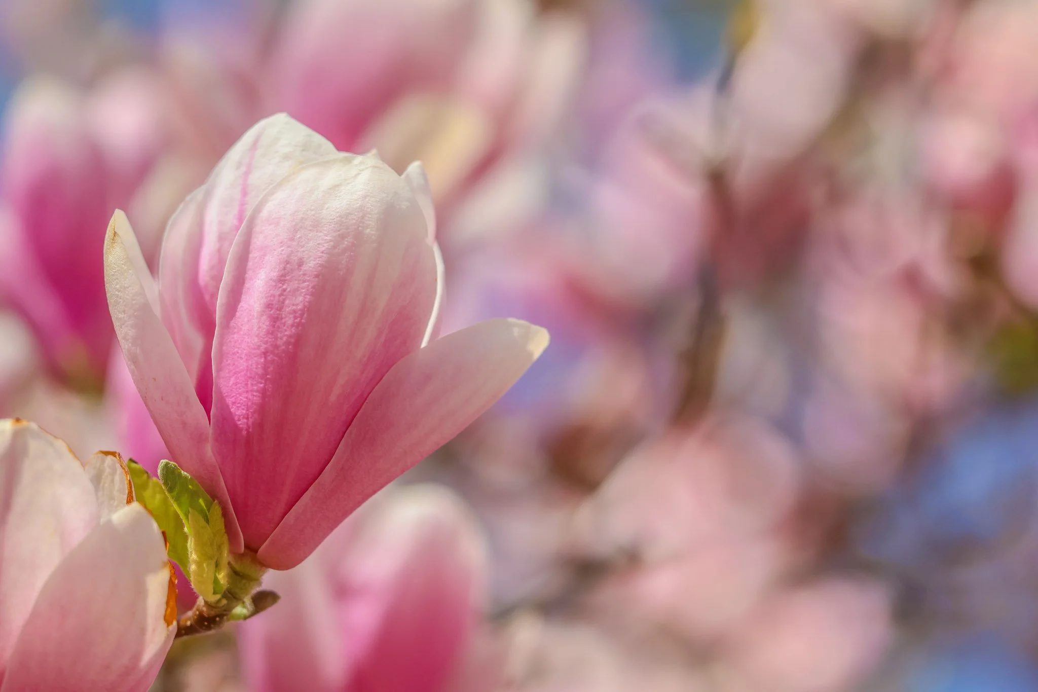 Magnolia Focus and Fade