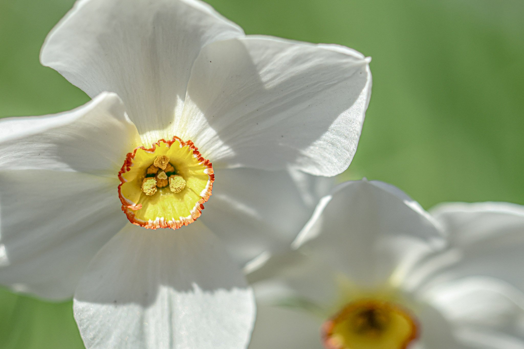 White Daffodil in Detail