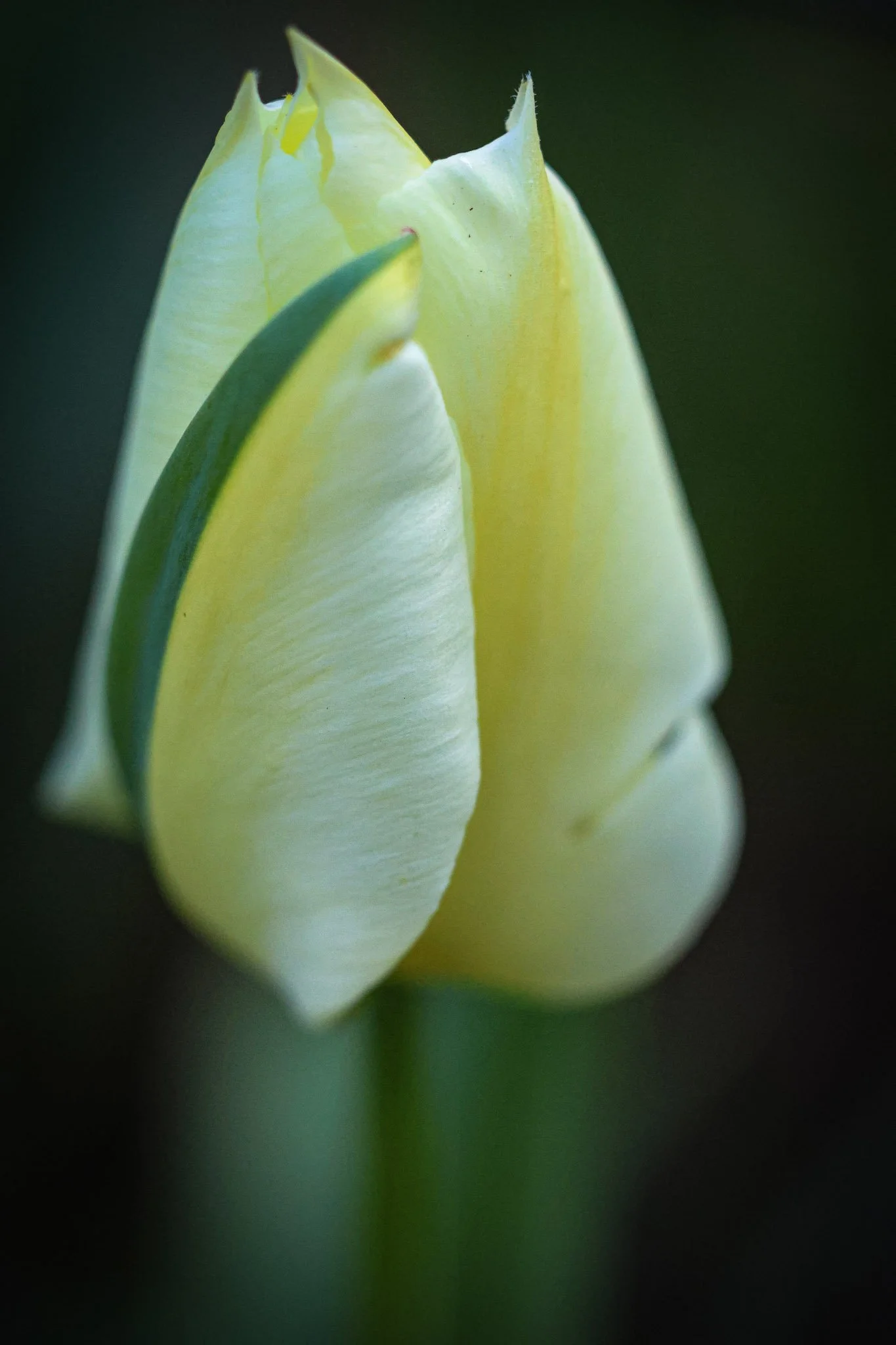White Tulip in Detail