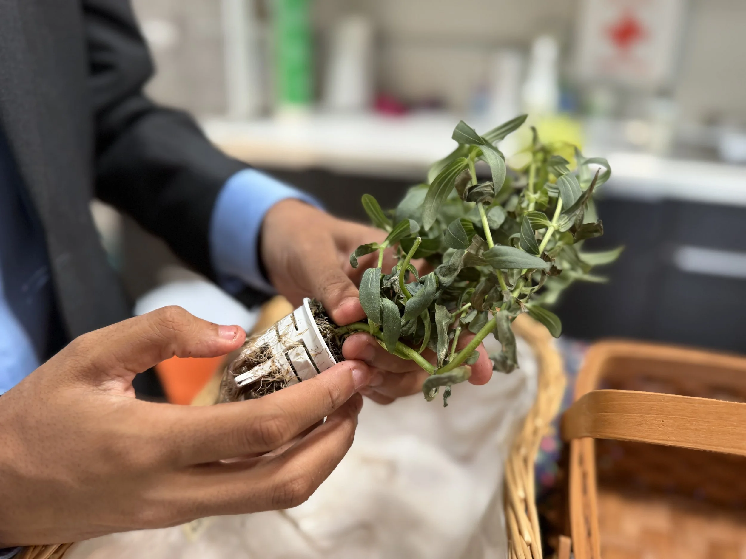 A person's hands gently hold a leafy green plant.